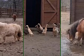Zwierzęta w Mini ZOO już się cieszą na wiosnę. Zobaczcie to nagranie (film)