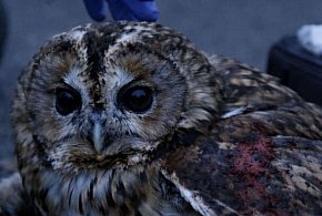 Niecodzienna interwencja Straży Miejskiej w Lesznie