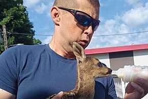 Młoda sarna na podwórzu. Odpowiednio zadziałał dzielnicowy