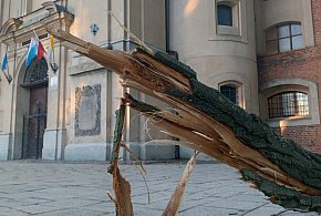 Wichura złamała potężny konar przy kościele Świętego Krzyża (zdjęcia)