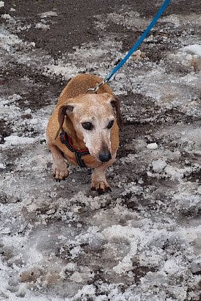 I Leszczyński Marsz Piesków-11625