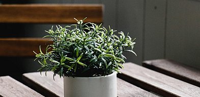 MONAR chętnie przyjmie kwiaty w doniczkach-80006