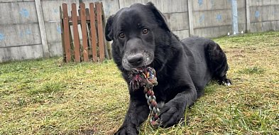 Po aferze w Sobolewie jest kontrola w schronisku dla zwierząt w Henrykowie