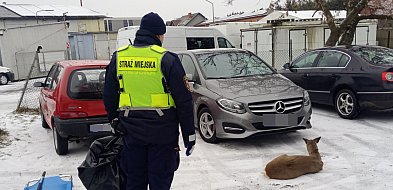 Ranna sarna leżała na poboczu drogi (zdjęcia)