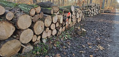 Leśnicy ostrzegają! Uważajcie na spacerach, bo trwa...