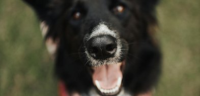 Pilny apel Boszkowskich Kotów i Psów. Stowarzyszenie prosi o pomoc dla zwierząt