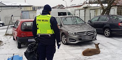 Ranna sarna leżała na poboczu drogi (zdjęcia)