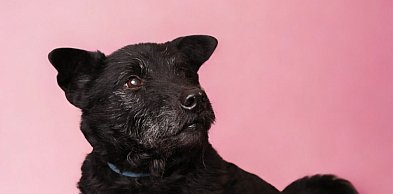 Psy z Henrykowa. Czy skradną czyjeś serce (zdjęcia)