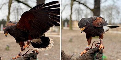 W parku Kościuszki w Lesznie pojawiły się dwa drapieżne ptaki