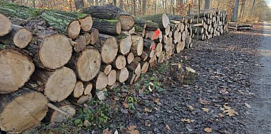 Leśnicy ostrzegają! Uważajcie na spacerach, bo trwa...