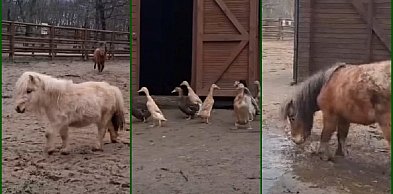 Zwierzęta w Mini ZOO już się cieszą na wiosnę. Zobaczcie to nagranie (film)