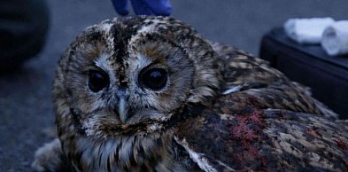 Mieszkaniec dał znać, strażnicy miejscy zareagowali i pomogli