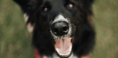 Pilny apel Boszkowskich Kotów i Psów. Stowarzyszenie prosi o pomoc dla zwierząt