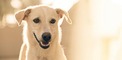 Słodkie powitanie wiosny w schronisku w Henrykowie