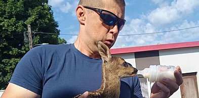 Młoda sarna na podwórzu. Odpowiednio zadziałał dzielnicowy