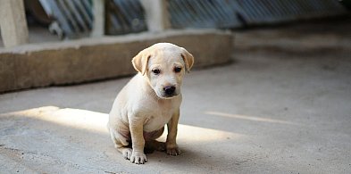 Zbiórka dla psów i kotów trwa do 19 grudnia. Pomożecie?-81072