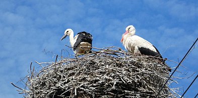 Bociany z Czerwonej Wsi i Pawłowic już są w Afryce. Ich loty są hitami w sieci-81162
