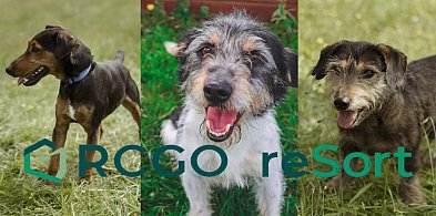 Już mają nowy, troskliwy dom. To efekt akcji „Czysta Miłość” RCGO reSort-81712