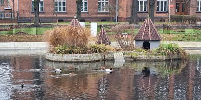 Czy łabędzie wrócą do parku na placu Kościuszki w Lesznie?-81724