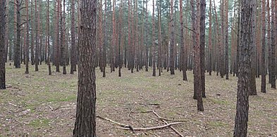 W tych dniach lepiej nie chodzić po lasach. Będą polowania-82201