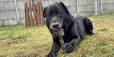 Po aferze w Sobolewie jest kontrola w schronisku dla zwierząt w Henrykowie