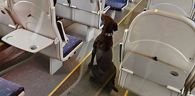 Policyjne psy szukały narkotyków i ładunków wybuchowych w Polregio (zdjęcia)