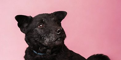 Psy z Henrykowa. Czy skradną czyjeś serce (zdjęcia)