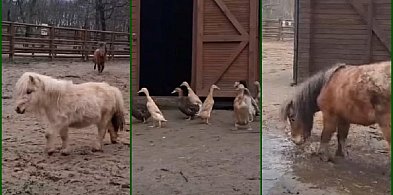 Tak można cieszyć się na zbliżającą się wiosnę (film)