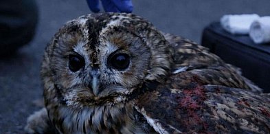 Niecodzienna interwencja Straży Miejskiej w Lesznie