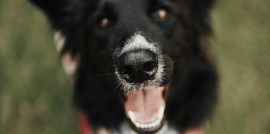 Pilny apel Boszkowskich Kotów i Psów. Stowarzyszenie prosi o pomoc dla zwierząt