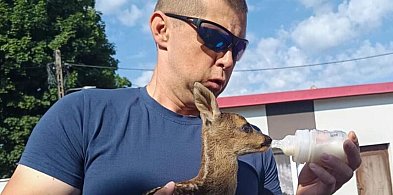Młoda sarna na podwórzu. Odpowiednio zadziałał dzielnicowy