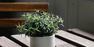 MONAR chętnie przyjmie kwiaty w doniczkach-80006