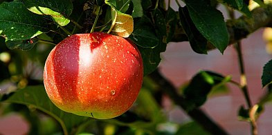 Akcja Jabłuszko 2025 zakończona. Znamy... (zdjęcie)-79769