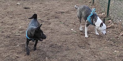 Przyjdź z psem, albo sam. Każdy jest mile widziany-80444