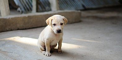 Zbiórka dla psów i kotów trwa do 19 grudnia-81072