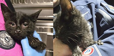 Czarny kot przyszedł do policjantki. Dobrze trafił-81150