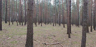 W tych dniach lepiej nie chodzić po lasach. Będą polowa-82201