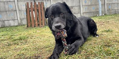 Kontrola w schronisku dla zwierząt w Henrykowie!