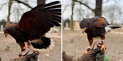 W parku Kościuszki pojawiły się dwa drapieżne ptaki