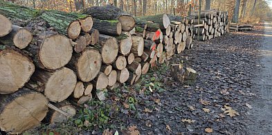 Leśnicy ostrzegają! Uważajcie na spacerach, bo trwa...