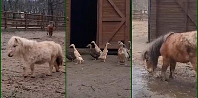 Koniecznie obejrzyjcie tę radość (film)