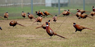 Obostrzenia dotkną także powiat leszczyński