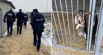 Kolejna kontrola w schronisku dla zwierząt w Henrykowie. Co się dzieje? (zdjęcia)