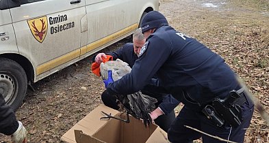 Dzielnicowi uratowali żurawia. Leżał na zamarzniętym jeziorze (zdjęcia)