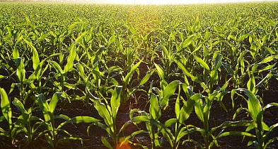 Jasnota purpurowa w kukurydzy: cichy rywal plantacji i sposoby zwalczania