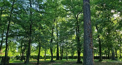 Co z drzewami w byłym parku linowym Tarzan? Czy trzeba je wyciąć?