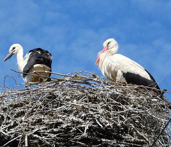 Bociany z Czerwonej Wsi i Pawłowic już są w Afryce. Ich loty są hitami w sieci-81162