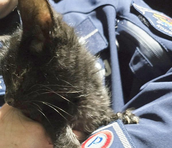 Czarny kot sam przyszedł do policjantki z Osiecznej. Dobrze trafił-81150