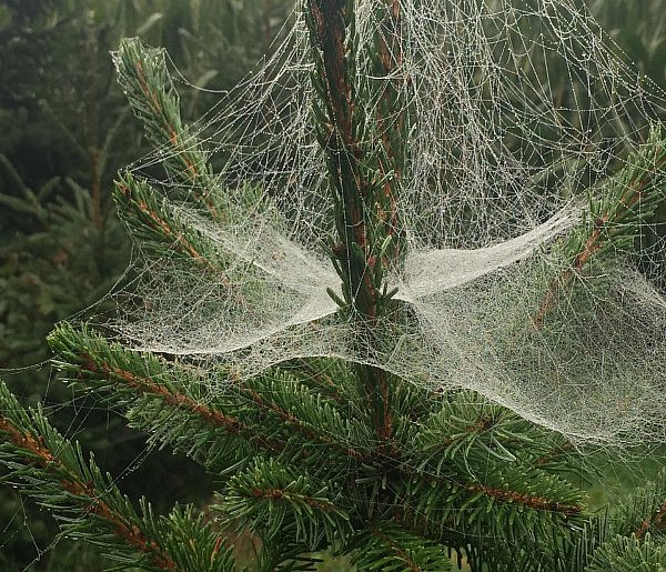 Kupujesz żywą choinkę na święta? Ten szczegół łatwo przeoczyć-81338