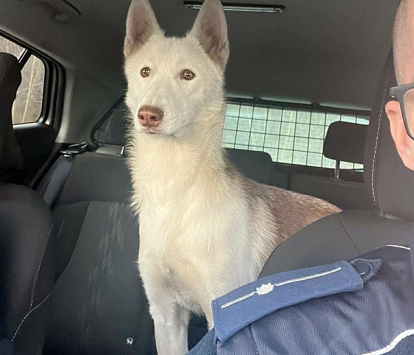 25-latek wyrzucił psa z auta. Dostał zarzut znęcania-82186